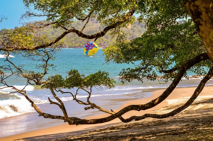 árbol en playa de costa rica - weroad