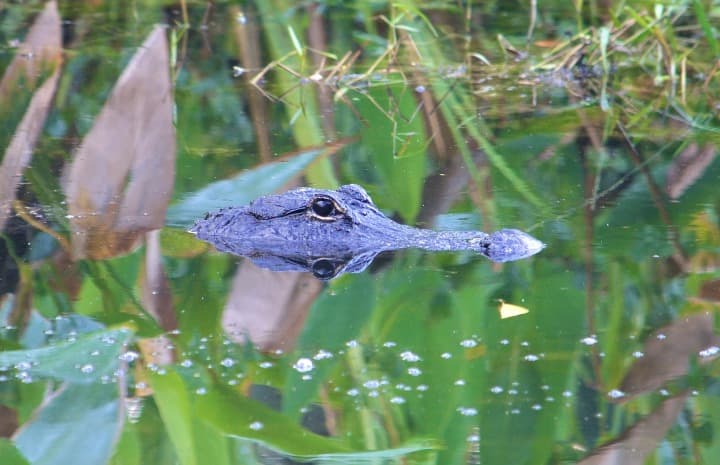 cabeza de cocodrilo saliendo del agua en everglades national park - weroad