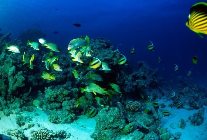 peces de color amarillo y negro nadando en el mar rojo en egipto, fondal marino detrás - weroad
