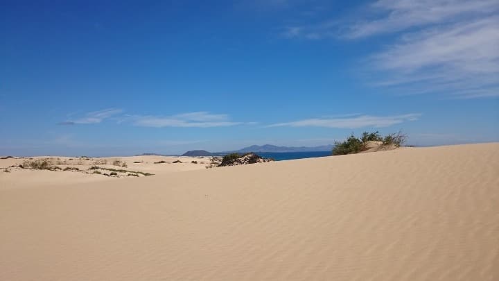 dunas y arbustos, de las cosas que ver en fuerteventura - weroad