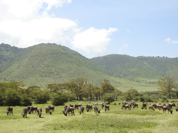ñus pastando en medio de vegetación, al fondo montañas verdes en el crater de ngorongoro - weroad