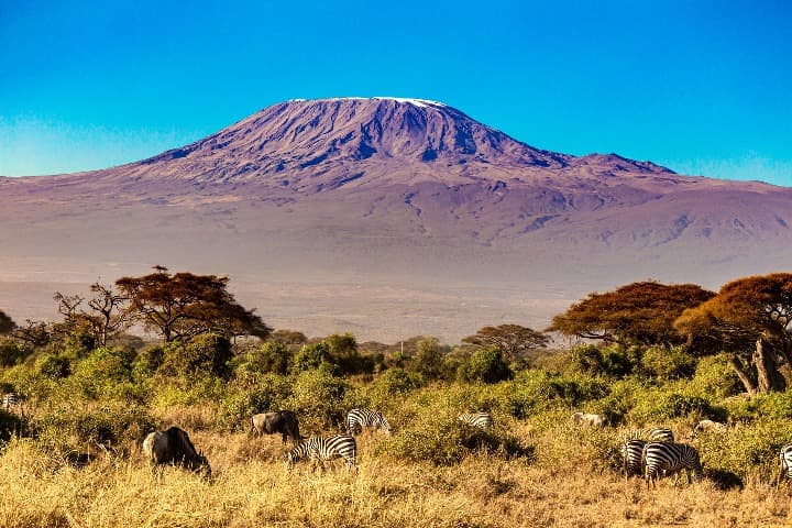 monte del kilimanjaro con nieve en la cima, en primer plano vegetación típica de tanzania y algunas zebras - weroad