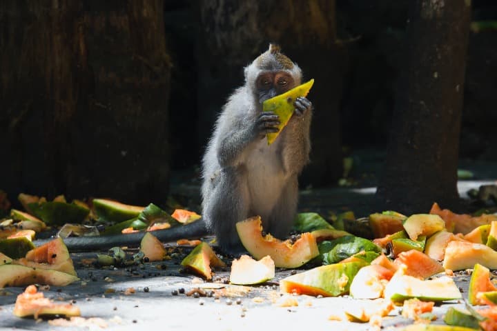 mono comiendo un trozo de fruta en la monkey forest de ubud en indonesia, a sus pies cáscaras de otros frutos - weroad