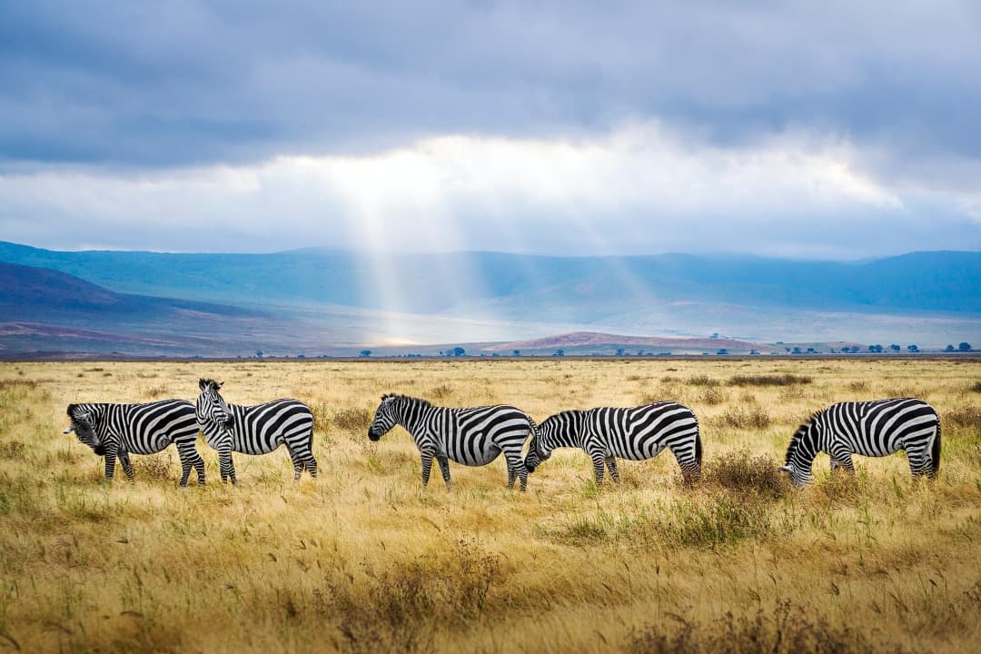 Qué ver en Tanzania: el destino perfecto para los safaris