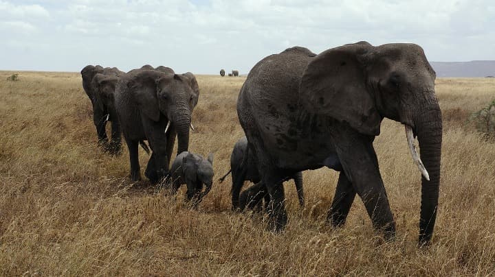 elefantes adultos y pequeños caminando en el serengeti national park - weroad
