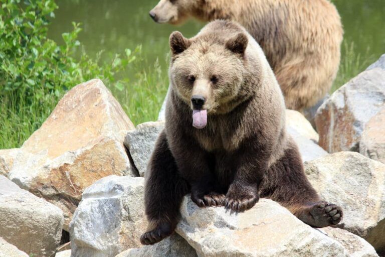 un oso sentado en una roca con las patas abiertas y la lengua fuera - weroad