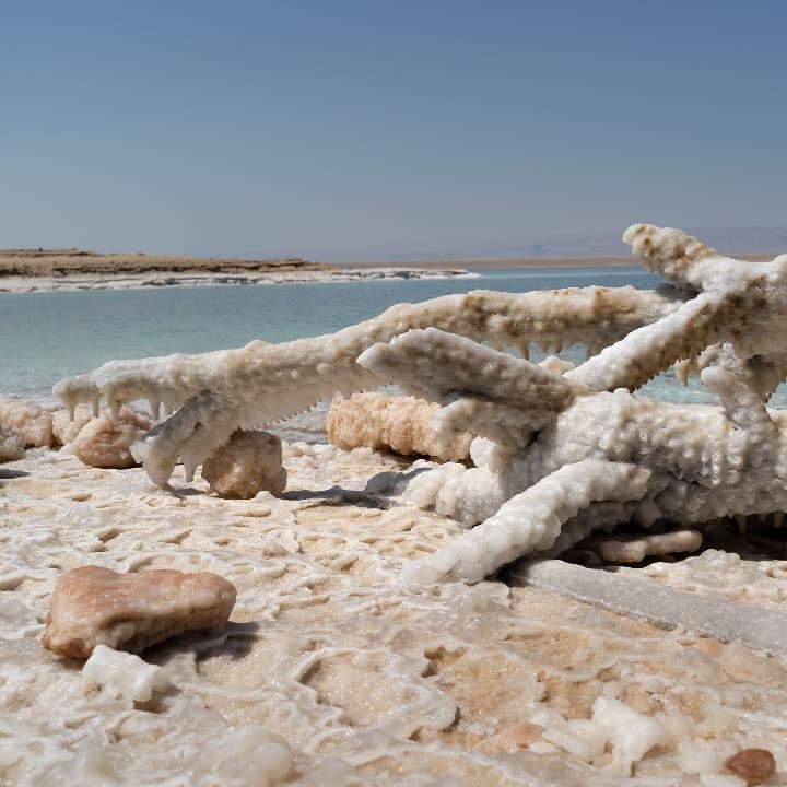 ramas de arboles cubiertas de sal a orillas del mar muerto, al fondo agua y cielo - weroad