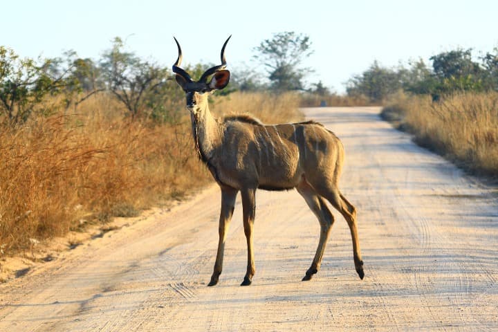 animal con cuernos en el parque kruger de sudáfrica - weroad