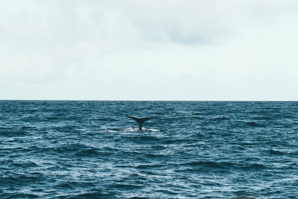 que ver en azores, cola de ballena avistada en el mar - weroad