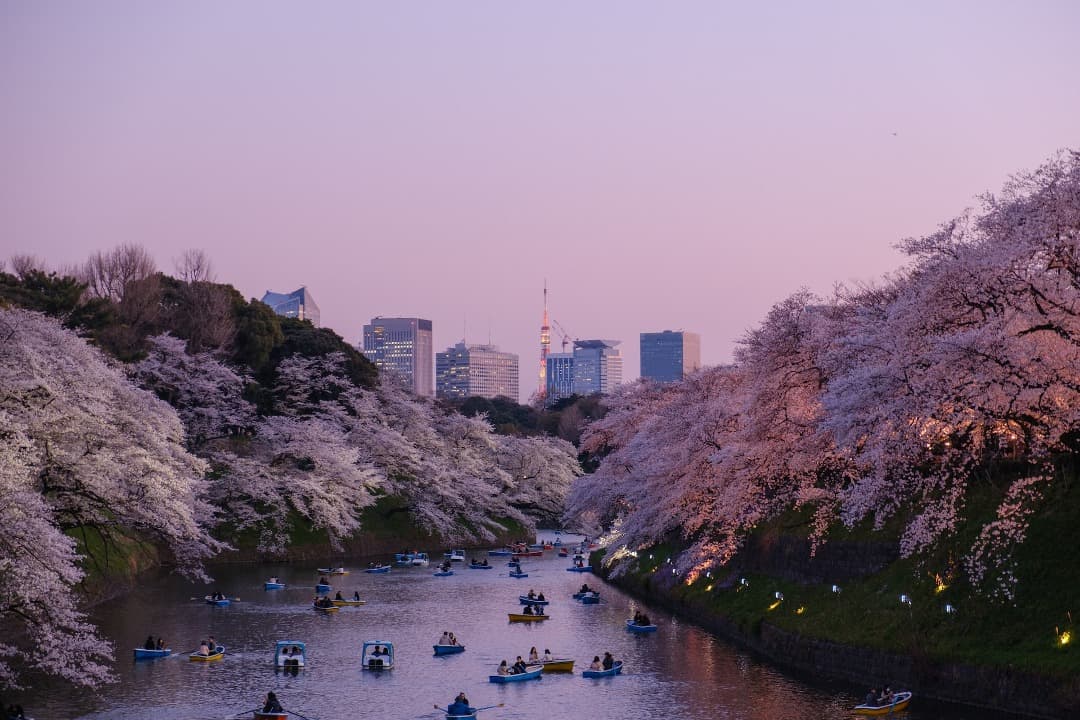 Japón: cerezos en flor. Previsiones para el Hanami 2023, dónde y cuándo ir.