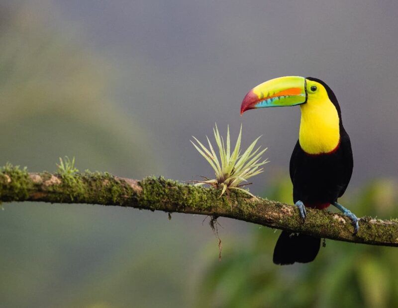 Qué ver en Costa Rica, dónde vivir la “pura vida”