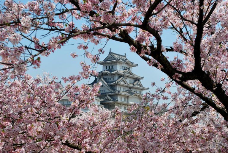 castillo de Himeji enmarcado por cerezos en japon - weroad