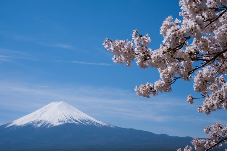 monte fiji, cielo azul y rama de flores de cerezo en japon - weroad