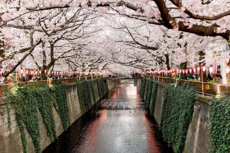 canal en nakameguro con cerezos en flor en japon - weroad