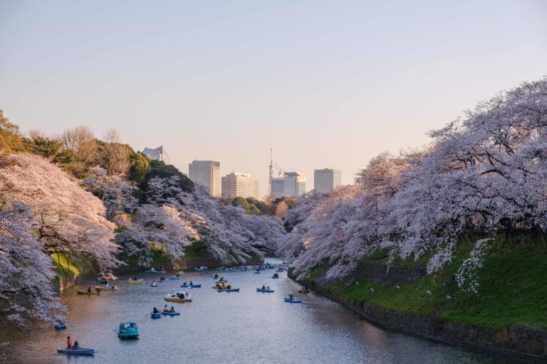 rio de tokio con barquitos y skyline de fondo, a los lados arboles con flores - japon cerezos en flor - weroad