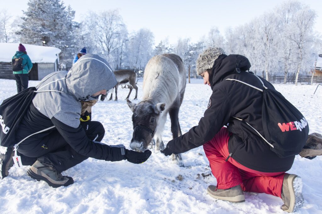 dos viajeros weroad dan de comer a un reno en laponia, destino al que viajar en fin de año