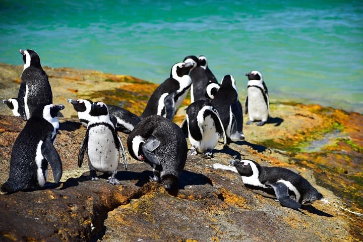 grupo de pingüinos africanos en una roca, de fondo el mar en boulders beach, sudáfrica - weroad