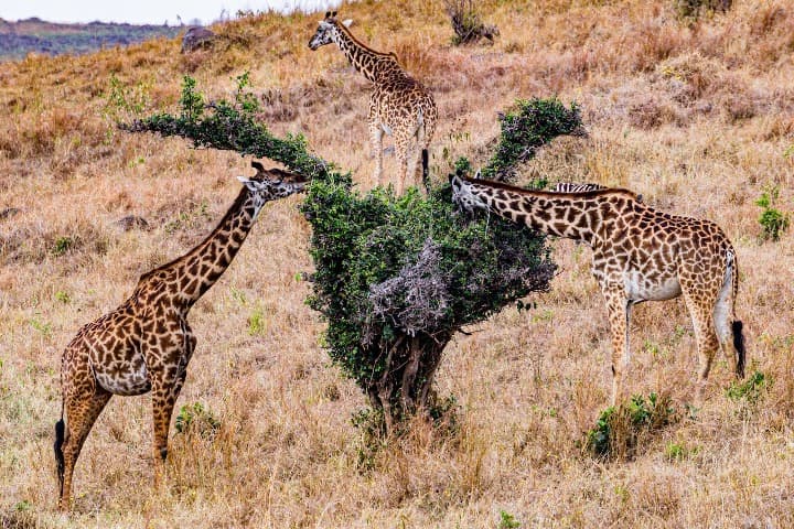dos girafas comiendo de un arbol, otra al fondo en el kruger, sudáfrica, qué ver - weroad