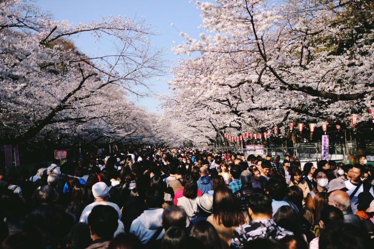 calles de una ciudad de japon con cerezos en flor - weroad