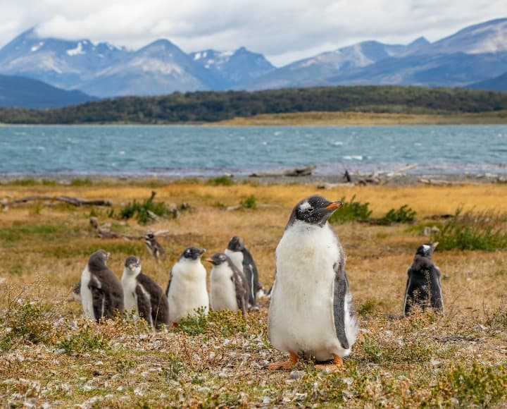 pinguinos con detrás montañas en ushuaia, lugar que ver en argentina - weroad