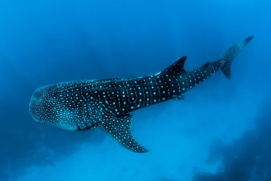tiburón ballena en las aguas de maldivas - weroad
