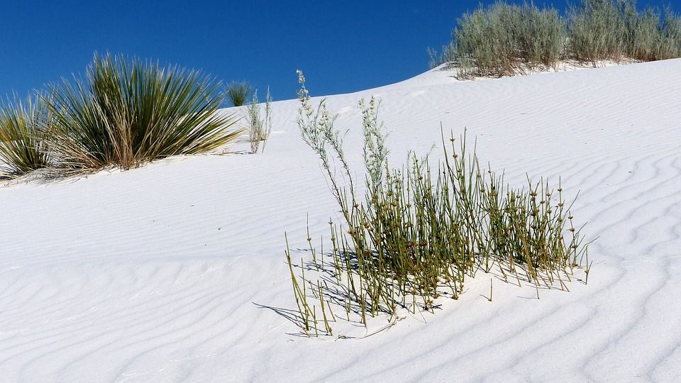 arena y arbustros del desierto - weroad