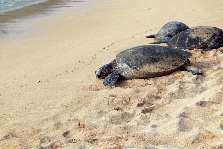 tortugas en una playa de oman - weroad
