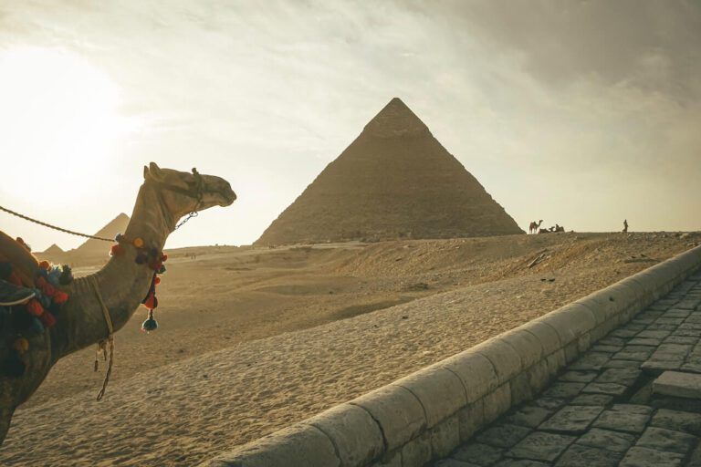 piramide y camello en primer plano - weroad