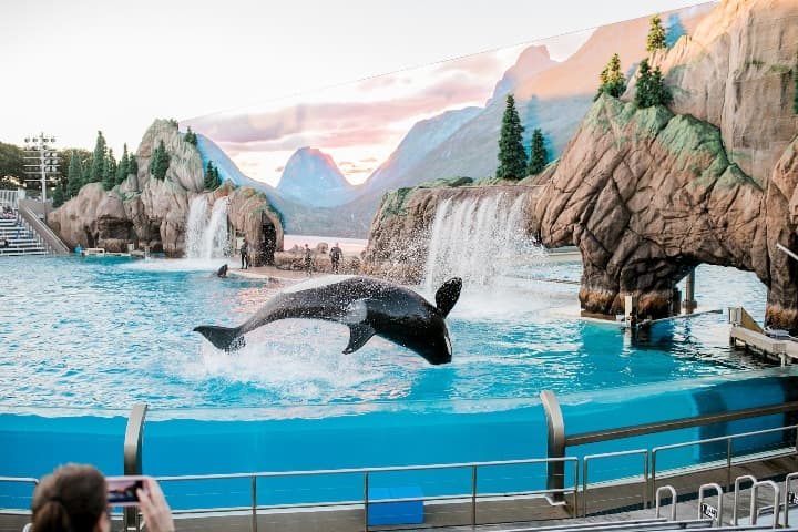 orca saltando en una piscina de seaworld, algo que ver en san diego - weroad