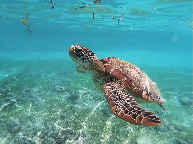 tortuga marina en el agua de akumal, una de las playas de mexico - weroad