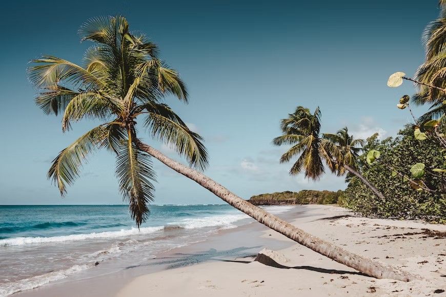 palmera torcida en playa paraiso, una de las playas de mexico que vale la pena visitar - weroad