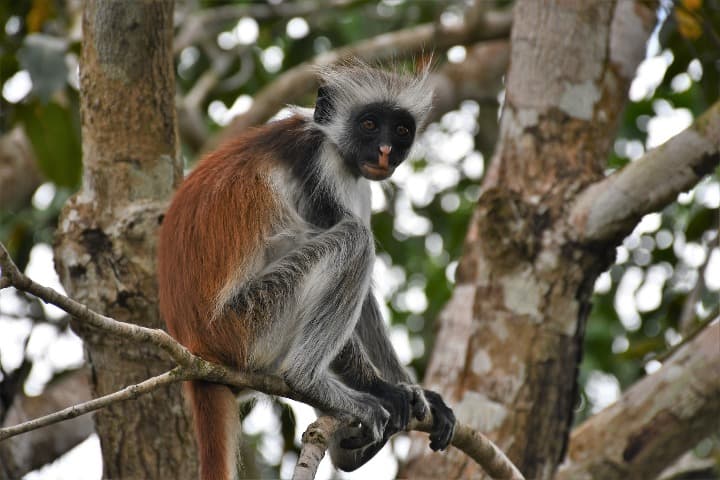 mono encima de un arbol en la jozani forest, algo que ver en zanzibar - weroad
