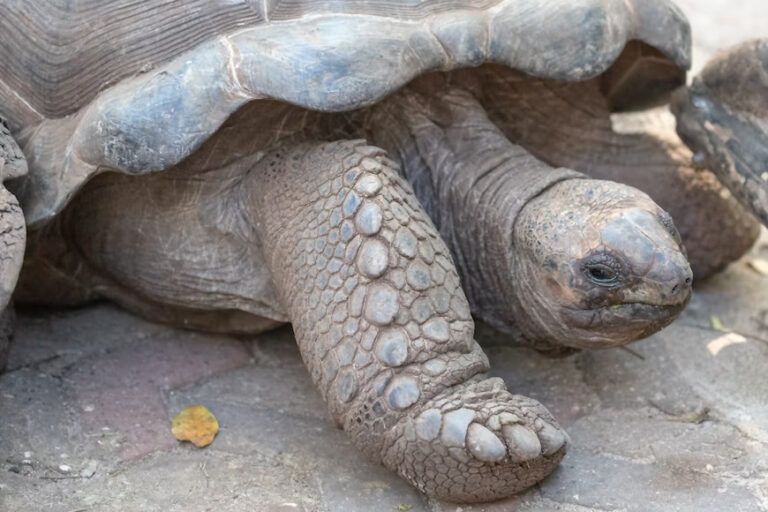enorme tortuga centenaria, como las que ver en zanzibar, en prison island - weroad