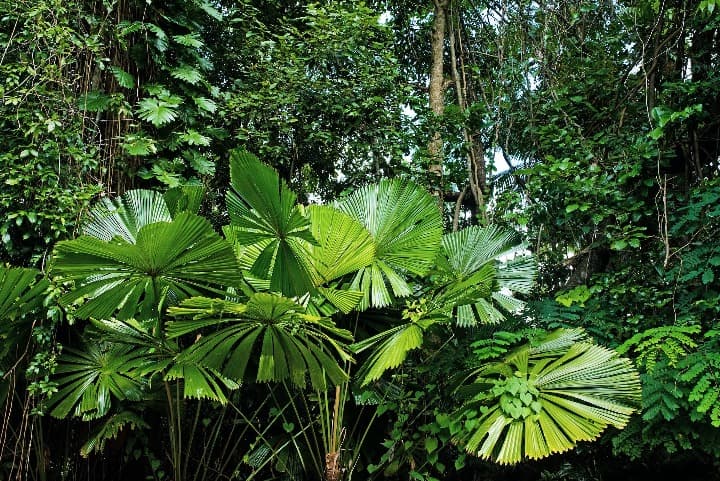 vegetacion en la selva tropical de daintree en australia - weroad
