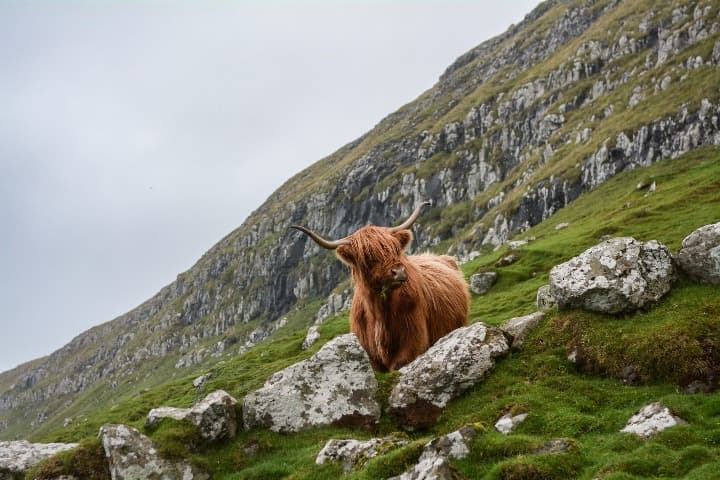 animal parecido a una vaca, con cuernos, en medio de montaña verde en escocia - weroad