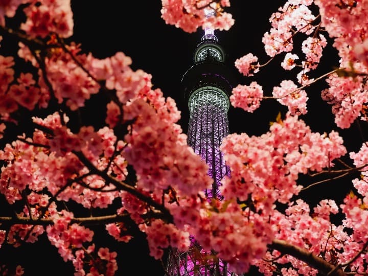 flores de cerezo en primer plano, torre de tokio detrás - weroad