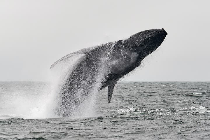 ballena saliendo del mar en monterey, california - weroad