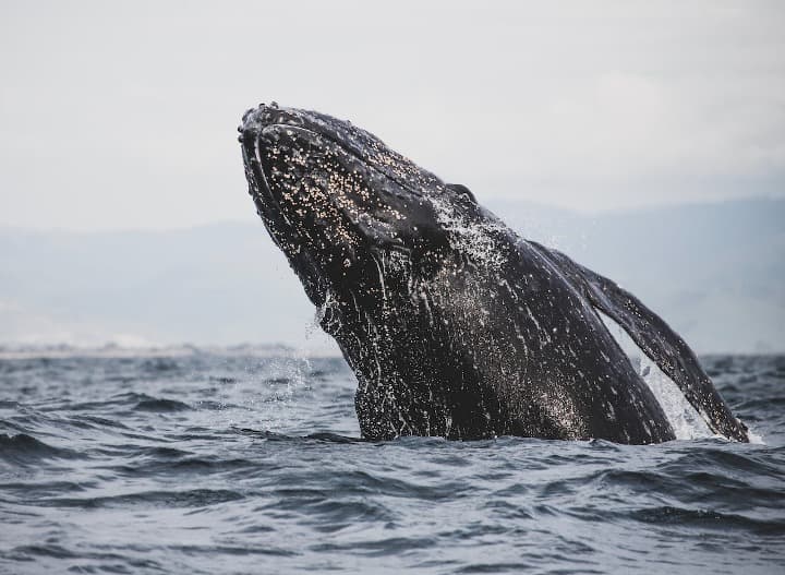 ballena saliendo del agua - weroad