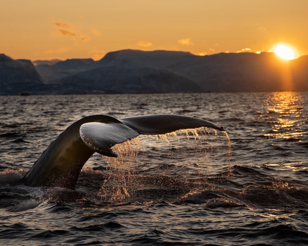 Avistamiento de ballenas: dónde hacer whale watching por el mundo