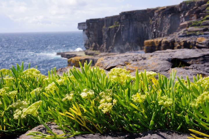 vegetacion encima de rocas con dentrás acantilado y mar en las islad aran - weroad