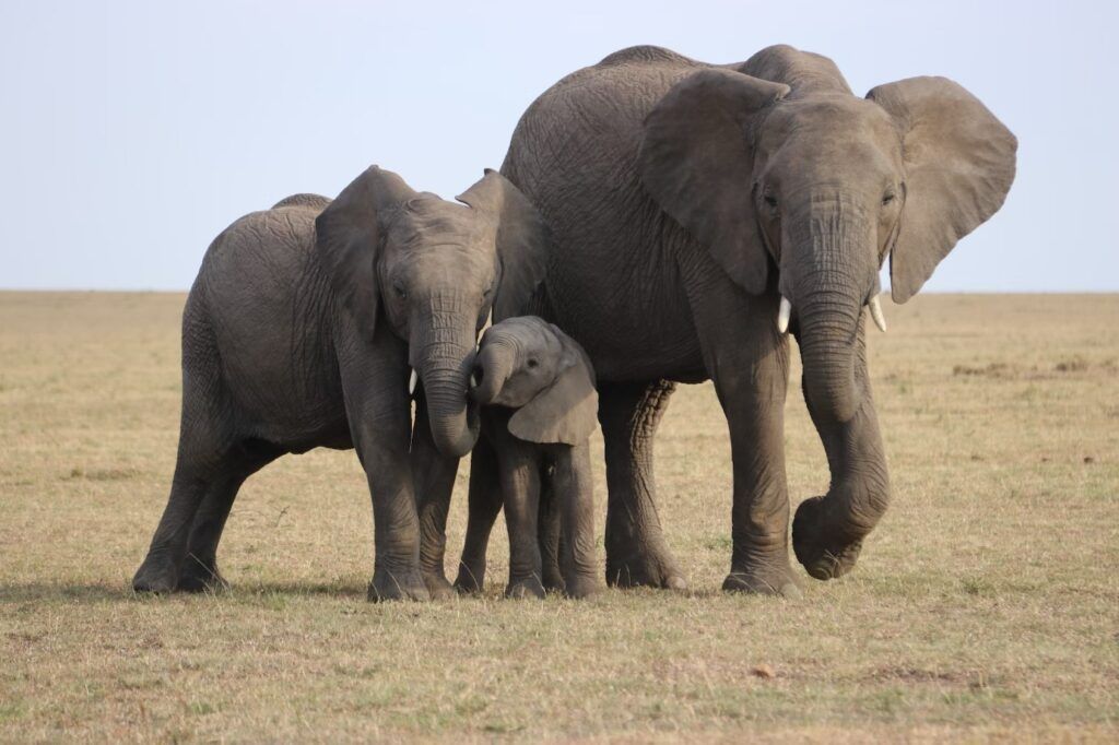 dos elefantes grandes con un pequeño, adoptarlos puede ser un buen regalo de navidad para viajeros
