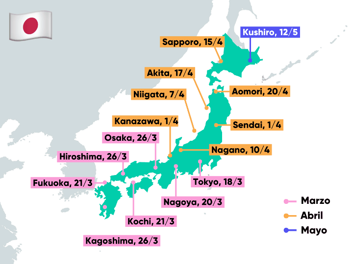 mapa japon con fechas del sakura, momento en que florecen los cerezos en cada ciudad