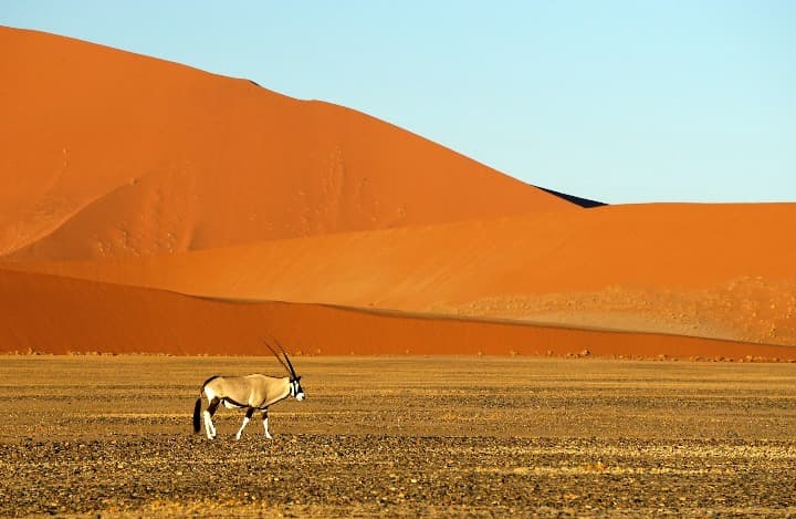 orix en medio de un paisaje anaranjado en namibia