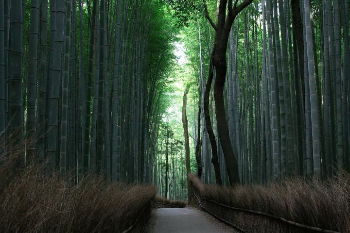 bosque de bambú en Bosque de Bambú de Arashiyama, algo que ver en japon, en las afueras de kioto