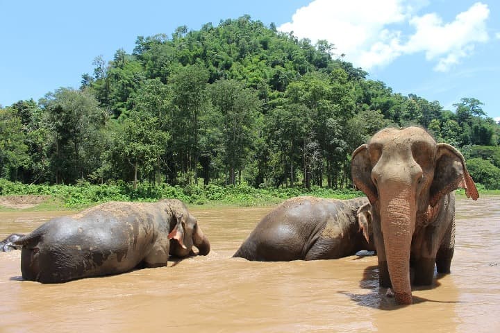 tres elefantes bañandose en una reserva en chiang mai