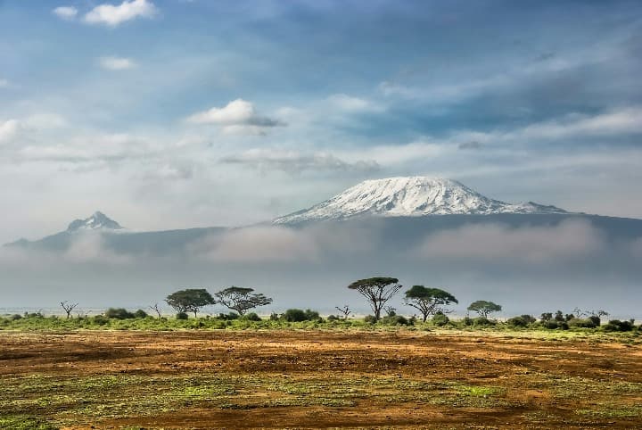 arboles y detrás el kilimanjaro