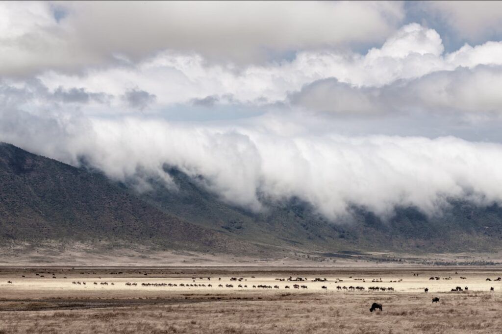 vista del Ngorongoro con animales en la pradera