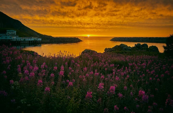 sol de medianoche en noruega, flores en primer plano y sol que llega al agua en paisaje anaranjado