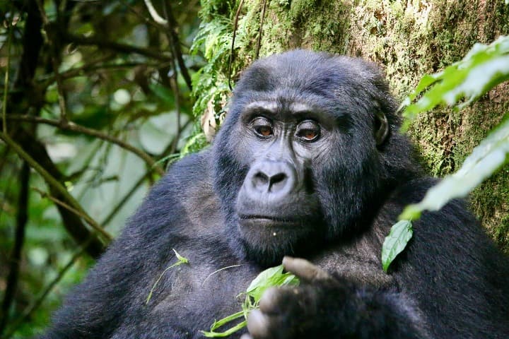 primer plabno de un mono en el Bwindi Impenetrable National Park, algo que ver en uganda