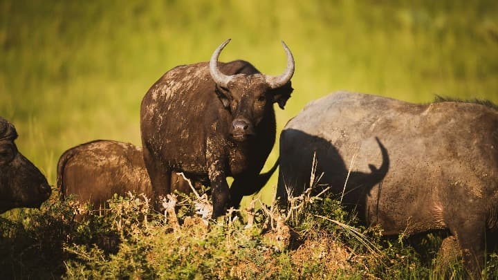 bufalos en el Murchison Falls National Park, algo que ver en uganda